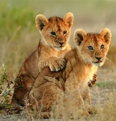 Featured safari destination
